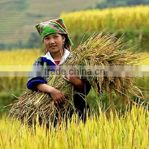 Vietnam Long Grain White Rice 10% Brocken thumbnail-2
