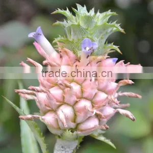 Top Quality Eucomis Comosa Fresh Cut Flowers for Mother's Day thumbnail-2