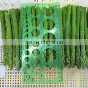 Frozen Fresh Green Asparagus thumbnail-3