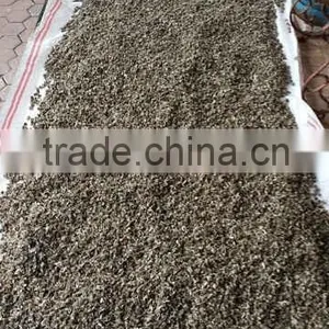Moringa Seeds thumbnail-4