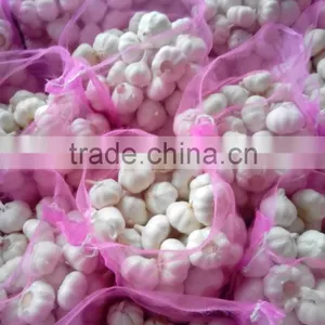 Garlic thumbnail-1