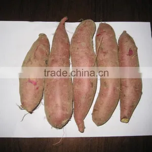 2015 Sunny Orchard Fresh Sweet Potato thumbnail-4