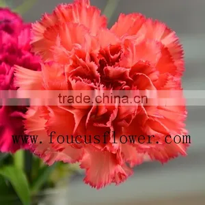 Different Colors Wedding Flower Red Carnation Flower Flower Bouquets thumbnail-5