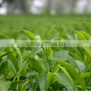Oolong Jin Xuan Tea - Winter Tea thumbnail-1