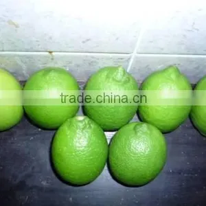 Fresh Lime thumbnail-1