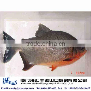 Frozen Fresh Black Pomfret Fish for Sale thumbnail-1