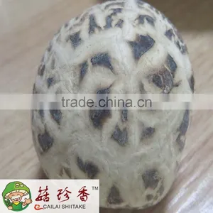 White Flower Shiitake, Shiitake Mushroom thumbnail-2