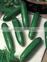 Moon Star Seeds Stores company overview - view 3 thumbnail