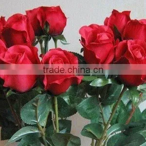 Wholesale High Grade Fresh Cut Flowers Black Rose Plants From Plants Base thumbnail-2