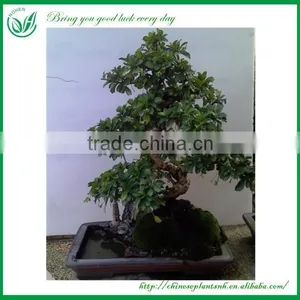 Indoor Ornament Plant thumbnail-4