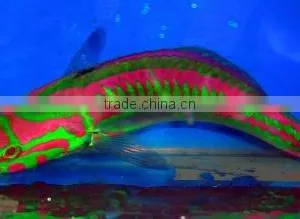 Wrasses thumbnail-1