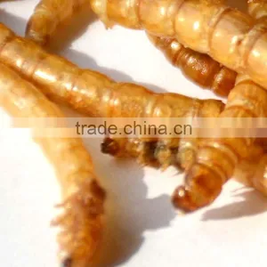 Chicken Farm Feed High Protein Mealworms thumbnail-3