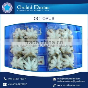 High Nutritional Array of Octopus at Reasonable Price thumbnail-6