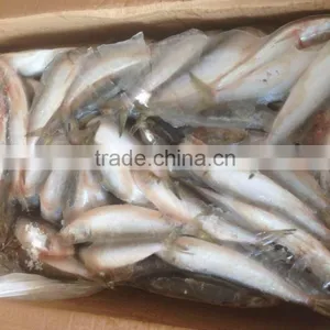 SARDINE BAIT thumbnail-5