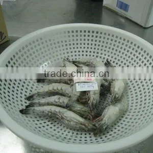 Shrimps thumbnail-1