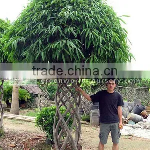 Ficus Big Ficus Irregularis thumbnail-1