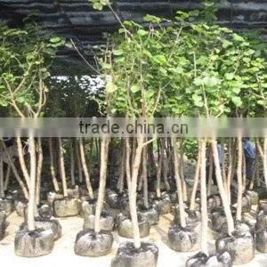 Hibiscus Tiliaceus Red for Shipment thumbnail-1