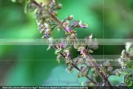 Ocimum Sanctum Extract thumbnail-5