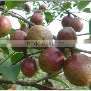 100% Pure Wild Camellia Carrier Oil(Cosmetic Grade) thumbnail-1