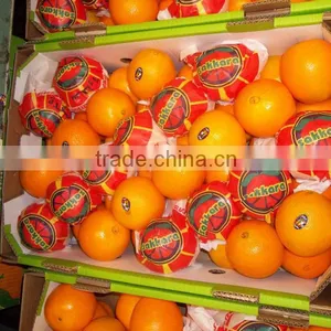 Baladi Orange thumbnail-1