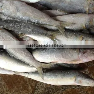 Whole Round Fresh Sardine Frozen Fish 8-10pcs/kg for Market thumbnail-4