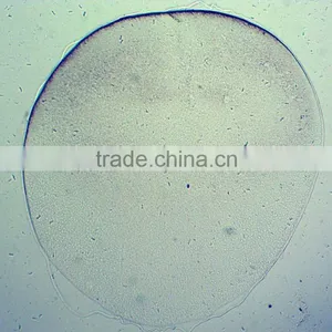Chick Embryo Prepared Slides thumbnail-4