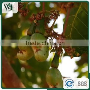 Jumbo Vietnam Shell Attached Cashew Nut thumbnail-6