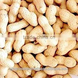 Groundnut for Seed/Bold Groundnut/Java Groundnut thumbnail-4