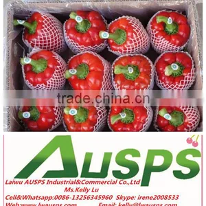 Red Capsicum thumbnail-3