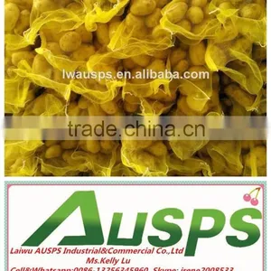 High Quality Fresh Holland Potatoes thumbnail-3
