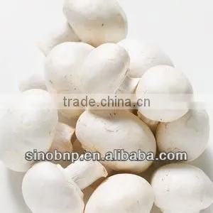 BNP Supply White Button Mushroom Extract thumbnail-1