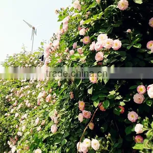 Multi Color Roses Seedlings thumbnail-6