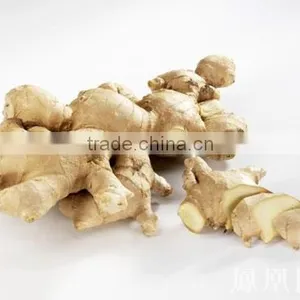 Chinese Herbal Gan Jiang Extract Powder thumbnail-1