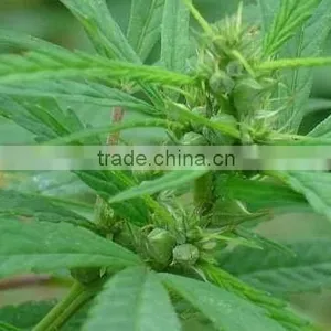 Hemp Seed Oil 100% Natural thumbnail-1