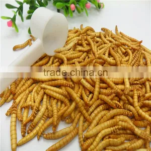 Premium Freeze Dried Mealworms thumbnail-6