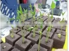 Soilless Culture Substrate for Lettuce, Spinach Etc Seedings Growing thumbnail-3