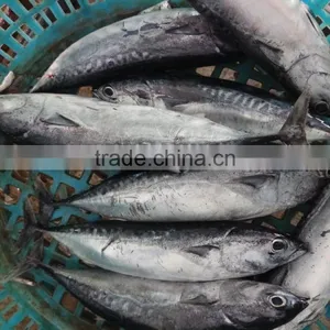 Frozen Bonito Tuna Whole Frozen New Fish thumbnail-3
