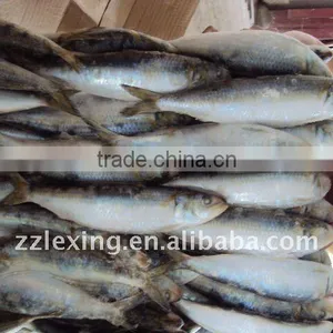 Frozen Whole Round Sardine for Tuna Bait thumbnail-2