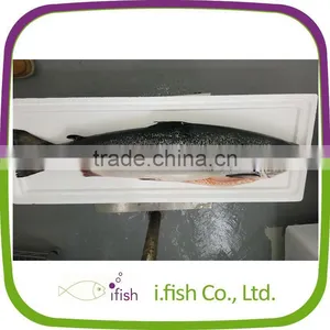 Atlantic Salmon thumbnail-1