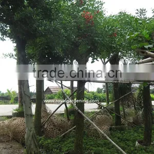 Erythrina Crista-galli Tropical Trees thumbnail-1