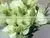 2017 High Quality Green Eustoma Factory Direct Flower For Sale thumbnail-4