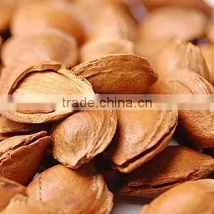Sweet Apricot Kernels 10% Bitter thumbnail-1