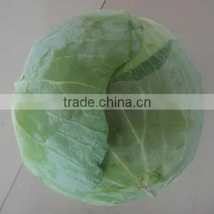 Fresh Chinese Cabbage thumbnail-1