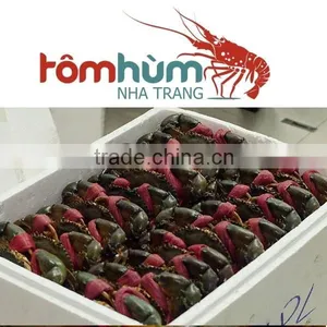 LIVE MUD CRAB (MALE / FEMALE ) for Sales thumbnail-4