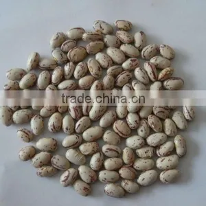 Light Speckled Kidney Bean thumbnail-1