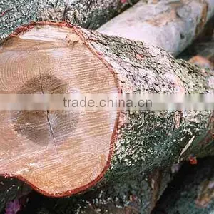 Birch Logs thumbnail-6