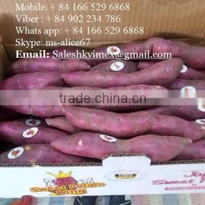 Export Fresh Sweet Potato, Good Price/ HKVIMEX thumbnail-3