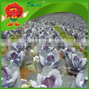 Purple Cabbage With Lowest Price no Rotten Purple Cabbage thumbnail-4