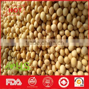 Hot Sale Dried Soybeans in Bulk With High Quality thumbnail-6