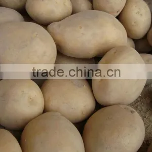 IFS & BRC Certified Farm Fresh Potato From Pakistan thumbnail-1